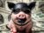 Default_a_bdsm_money_pig_with_a_black_mask_on_0